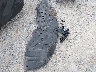 4T1DAACK7TU****** Wrecked 2026 Toyota Camry in Mississippi State