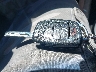 5XYZTDLB7HG****** Salvage 2017 Hyundai Santa Fe in Massachusetts State