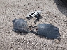 1G1PA5SH3E7****** Wrecked 2014 Chevrolet Cruze in Kansas State