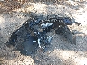 19UDE4H64TA****** Wrecked 2026 Acura Integra in Virginia State
