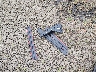 1GT4UPEYXTF****** Wrecked 2026 GMC Sierra 2500 HD in Oregon State