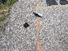 1G6AG5SS2J0****** Wrecked 2018 Cadillac ATS in Kansas State