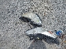 1GNKVGED7CJ****** Salvage 2012 Chevrolet Traverse in Virginia State