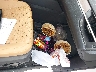 2T2BAMCA4RC****** Repairable 2024 Lexus RX 350 in New York State