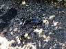 5XYPG4A3XKG****** Wrecked 2019 Kia Sorento in Kentucky State