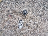 1N4AL3AP6GC****** Wrecked 2016 Nissan Altima in Texas State