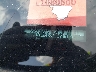 1N4BL4BV9LC****** Usados 2020 Nissan Altima en Chicago South