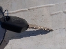 MH3RH15Y6JK****** Salvage 2018 Yamaha YZF-R3 in Arizona State