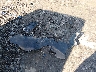 1C4AJWAG7GL****** Wrecked 2016 Jeep Wrangler in West Virginia State
