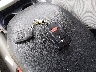 2T3W1RFVXMW****** Salvage 2021 Toyota RAV4 in Virginia State