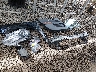 3FMCR9C60NR****** Wrecked 2022 Ford Bronco Sport in Delaware State