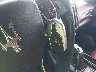 ZN661XUS4KX****** Salvage 2019 Maserati Levante in Texas State