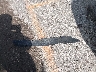 5XYZWDLA9EG****** Wrecked 2014 Hyundai Santa Fe in Kansas State