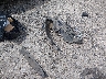 2HGFG12617H****** Wrecked 2007 Honda Civic in Louisiana State