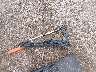 4T1BK1EB8HU****** Destrozados 2017 Toyota Avalon en Estado de Minnesota