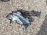 JTHCE1BL6FA****** Destrozados 2015 Lexus GS 350 en Estado de Minnesota