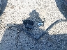 1GNSCBE09DR****** Wrecked 2013 Chevrolet Tahoe in Oklahoma State