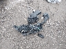 JN1BJ1CW4LW****** Wrecked 2020 Nissan Rogue Sport in Iowa State