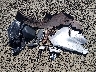 7FARS6H56SE****** Wrecked 2025 Honda CR-V Hybrid in Oregon State