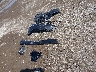 1C4RJFBGXMC****** Wrecked 2021 Jeep Grand Cherokee in Ohio State