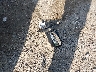 5NPEB4AC6DH****** Destrozados 2013 Hyundai Sonata en Estado de Massachusetts