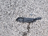 3FA6P0HD9HR****** Wrecked 2017 Ford Fusion in Missouri State