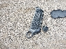 KNDJX3A55E7****** Wrecked 2014 Kia Soul in Texas State
