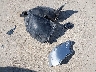 5TFRM5F19FX****** Destrozados 2015 Toyota Tundra en Estado de Texas