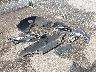 KMUMADTB5PU****** Wrecked 2023 Genesis GV70 in Minnesota State
