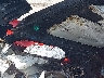 KNDJ53AU6S7****** Used and Repairable 2025 Kia Soul in Tampa North