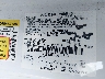 1FA6P8TH0G5****** Used 2016 Ford Mustang in Lubbock