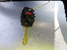 2HGFG12899H****** Salvamento 2009 Honda Civic en Estado de California