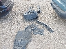 3VV3B7AX7MM****** Destrozados 2021 Volkswagen Tiguan en Estado de Texas