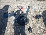1N4AL3AP7JC****** Destrozados 2018 Nissan Altima en Estado de Texas