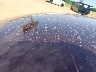 1FMCU9J96MU****** Used 2021 Ford Escape