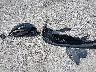 KMHLS4AG3PU****** Wrecked 2023 Hyundai Elantra in Missouri State