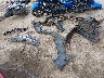 1GNKVGKD4DJ****** Wrecked 2013 Chevrolet Traverse in West Virginia State