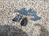 KL7CJLSB0FB****** Wrecked 2015 Chevrolet Trax in Texas State