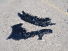 SHHFK7G44LU****** Wrecked 2020 Honda Civic in Texas State