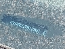 1FA6P8CF2M5****** Reparables 2021 Ford Mustang