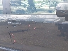 JTDB4MEE9R3****** Salvamento y Destrozados 2024 Toyota Corolla en Boston Shirley