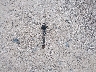 3N1CP5BV8ML****** Wrecked 2021 Nissan Kicks in Texas State