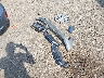 5YFEPMAE3MP****** Wrecked 2021 Toyota Corolla in Virginia State