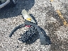 1FMCU0GD9HU****** Wrecked 2017 Ford Escape in Florida State