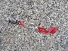 KL79MRSLXMB****** Wrecked 2021 Chevrolet Trailblazer in Ohio State