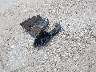 2C3CDXAT3DH****** Wrecked 2013 Dodge Charger in Texas State