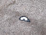 4S4BP61C767****** Destrozados 2006 Subaru Outback en Estado de Oklahoma