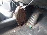 1N4BL4DVXNN****** Salvamento 2022 Nissan Altima en Estado de Texas