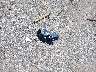 JF2SJAWC3JH****** Wrecked 2018 Subaru Forester in Iowa State