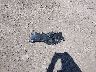 1FA6P8CFXH5****** Wrecked 2017 Ford Mustang in New Mexico State